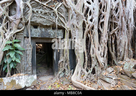Ta Prohm, temple bouddhiste en ruine du 12ème siècle, site d'Angkor, la Province de Siem Reap, Cambodge l'Asie (voir aussi droit MO8C0F) Banque D'Images
