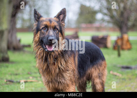 Zeus le Berger Allemand Banque D'Images