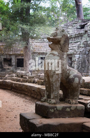 Ta Prohm, temple bouddhiste en ruine du 12ème siècle, site d'Angkor, la Province de Siem Reap, Cambodge Asie Banque D'Images