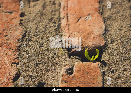 Plante. Une petite plante verte pousse dans le mur entre les briques. Banque D'Images