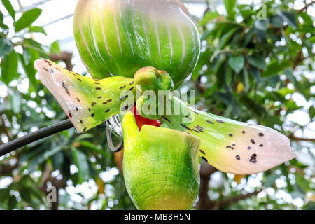 Les mages de belles orchidées tourné à Phipps Conservatory, mélangés à des sculptures en verre orchid. Banque D'Images