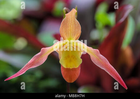 Les mages de belles orchidées tourné à Phipps Conservatory, mélangés à des sculptures en verre orchid. Banque D'Images