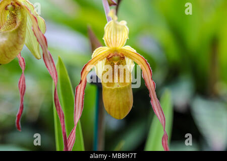 Les mages de belles orchidées tourné à Phipps Conservatory, mélangés à des sculptures en verre orchid. Banque D'Images