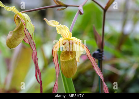 Les mages de belles orchidées tourné à Phipps Conservatory, mélangés à des sculptures en verre orchid. Banque D'Images