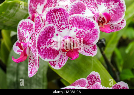 Les mages de belles orchidées tourné à Phipps Conservatory, mélangés à des sculptures en verre orchid. Banque D'Images