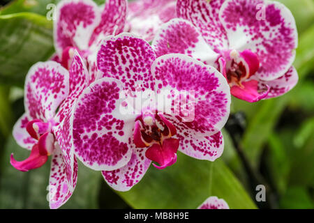 Les mages de belles orchidées tourné à Phipps Conservatory, mélangés à des sculptures en verre orchid. Banque D'Images