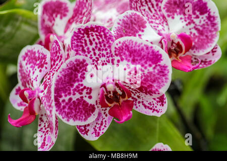 Les mages de belles orchidées tourné à Phipps Conservatory, mélangés à des sculptures en verre orchid. Banque D'Images