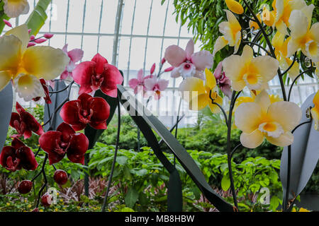 Les mages de belles orchidées tourné à Phipps Conservatory, mélangés à des sculptures en verre orchid. Banque D'Images