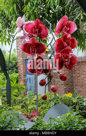 Les mages de belles orchidées tourné à Phipps Conservatory, mélangés à des sculptures en verre orchid. Banque D'Images