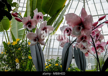 Les mages de belles orchidées tourné à Phipps Conservatory, mélangés à des sculptures en verre orchid. Banque D'Images