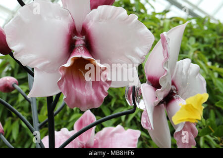 Les mages de belles orchidées tourné à Phipps Conservatory, mélangés à des sculptures en verre orchid. Banque D'Images