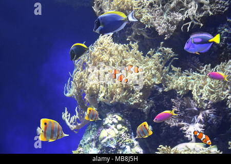 Scène sous-marine avec de beaux poissons tropicaux - hepatus ; bleu tang, des poissons clown. Sur fond bleu Banque D'Images