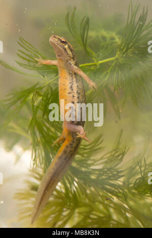 Smooth newt, également appelé newt Lissotriton vulgaris (commune) dans l'habitat aquatique pendant la saison de reproduction Banque D'Images