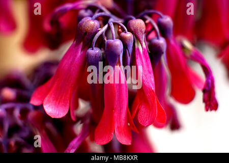 Gros plan fleurs rouge avec selective focus Banque D'Images