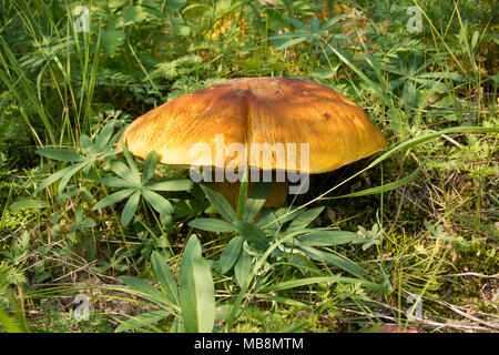 Espèces Boletus edulis. Une grande le long de cèpes Trail Creek, dans la Beaverhead Mountains, dans le comté de Beaverhead, Montana. Banque D'Images