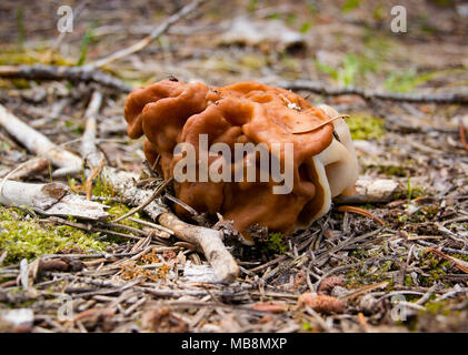 Un faux champignon morel, Gyromitra montana, poussant sous le sapin, près de la fonte de la neige, dans Green Canyon, Granite County Montana Banque D'Images