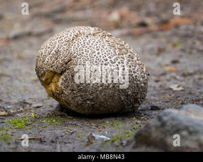 Calvatia cyathiformis. Un champignon Puffball Sporté violet trouvé dans les montagnes du comté de Granite, Montana. Banque D'Images