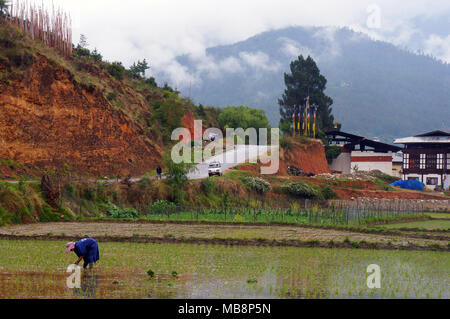 Femme travaillant à planter des semis de riz sur un champ de ricefield à Paro, au Bhoutan Banque D'Images