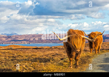 Les vaches Highland cattle en mode paysage sur l'île de Skye près de Elgol, Scotland, UK en Mars Banque D'Images
