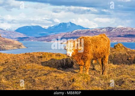 Vache Highland cattle en mode paysage sur l'île de Skye près de Elgol, Scotland, UK en Mars Banque D'Images