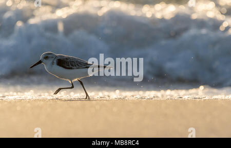 Bécasseau sanderling (Calidris alba) le long de la plage en Floride, USA. Banque D'Images