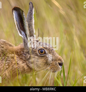 Portrait d'Hare (Lepus europeaus) à se cacher dans l'herbe et s'en remettre au camouflage Banque D'Images