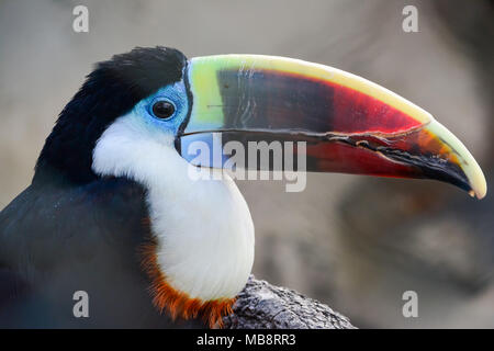 Oiseau toucan Tropical contre l'arrière-plan gris blured, portrait, Close up view Banque D'Images