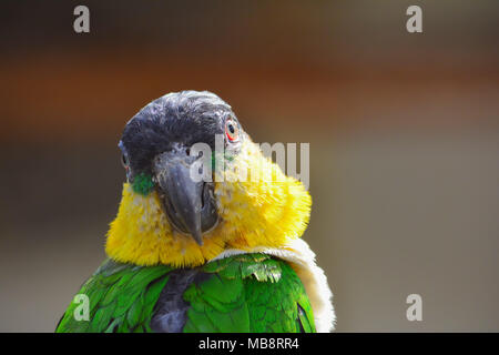 Avec perroquet vert, jaune, orange et noir plumes, portrait, anfas, regarde à droite, vue en gros Banque D'Images
