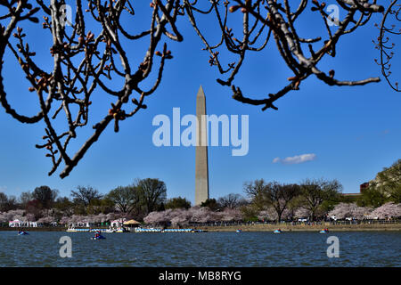 Washington Monument et Cherry Blossom Festival, Washington DC Banque D'Images