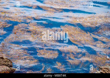 Vue de dessus d'algues se balancer avec le mouvement de l'eau décisions pour une texture intéressante, prises au cap Lizard en Cornouailles.. Banque D'Images