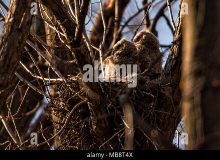 Etats-unis : le 8 avril 2018 : Le Grand-duc owlets s'asseoir au soleil pour se réchauffer pendant qu'ils attendent pour les parents à revenir avec de la nourriture. (Photo par Douglas Gr Banque D'Images