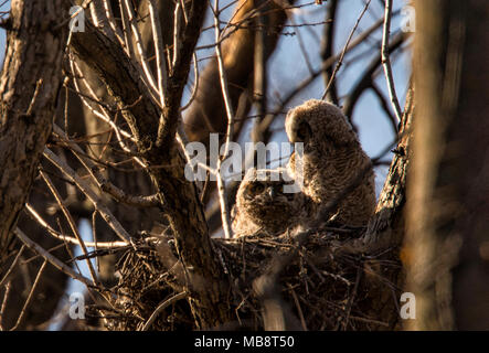 Etats-unis : le 8 avril 2018 : Le Grand-duc owlets s'asseoir au soleil pour se réchauffer pendant qu'ils attendent pour les parents à revenir avec de la nourriture. (Photo par Douglas Gr Banque D'Images