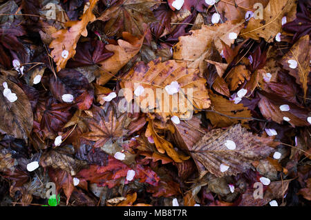 Pétales de fleur de cerisier se trouvant sur les feuilles mortes de l'automne précédent dans le parc Namsan à Séoul, Corée du Sud. Banque D'Images