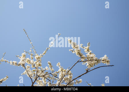 Les fleurs de cerisier blanc contre le ciel bleu, le printemps copy space Banque D'Images