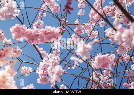 Fleur de cerisier sur les branches contre ciel bleu profond Banque D'Images