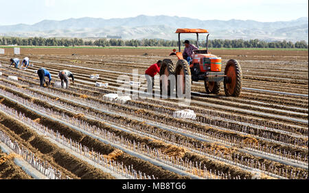 Les travailleurs de terrain et greffées de plantation de boutures de raisins de ciré. S'appelle 'une piscine jardin d', les vignes sont plantées afin d'en récolter une bareroo Banque D'Images