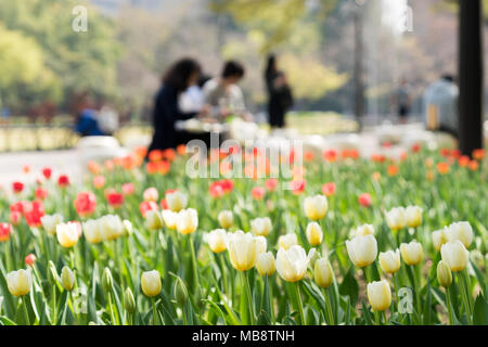 Scène de printemps au parc Hibiya, Chiyoda-Ku, Tokyo, Japon Banque D'Images