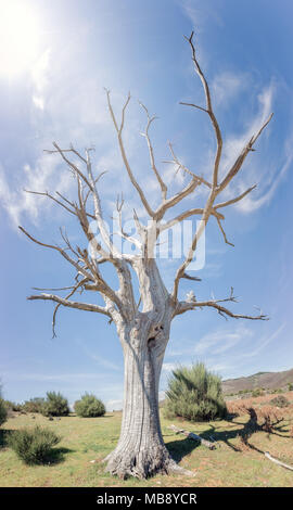 En raison de la sécheresse de l'arbre sec Banque D'Images