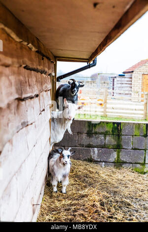 Les chèvres, les chèvres de la ferme, boucs, Capra aegagrus hircus, trois chèvres, chèvre, chèvre de montagne, les chèvres à la chèvre, mignon, mignon les chèvres, les animaux de ferme, Banque D'Images