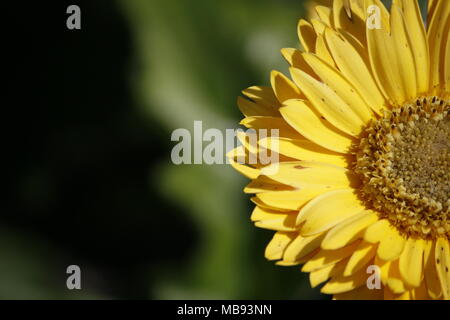 L'accent sur fleur Gerbera Jaune Banque D'Images