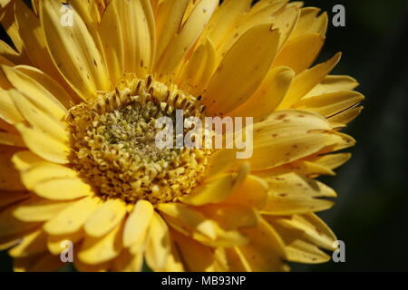 L'accent sur fleur Gerbera Jaune Banque D'Images