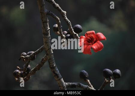 Coton Rouge fleur arbre photographié dans Shyaphru Besi, Langtang National Park, au Népal. Banque D'Images