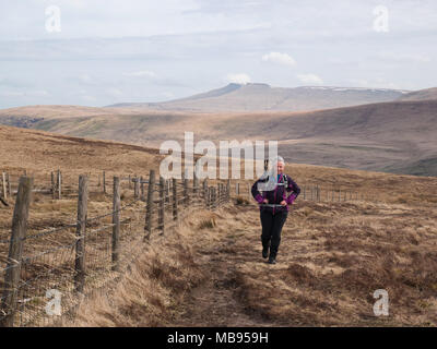 Female hiker approchant de Gyhirych Ventilateur y Bwlch dans Duwynt Fforest Fawr, parc national de Brecon Beacons. Pen Y Fan et le maïs du lieu dans l'arrière-plan. Banque D'Images