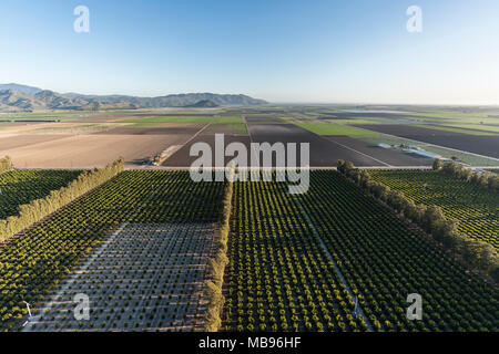 Vue aérienne de vergers d'agrumes et les champs agricoles côtières près de Camarillo dans le comté de Ventura, en Californie. Banque D'Images