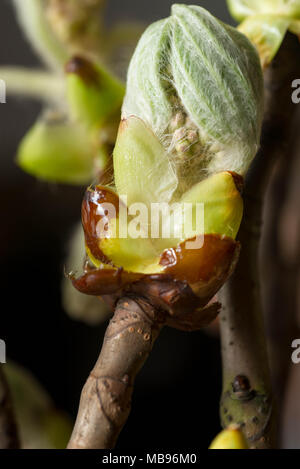 Jeune Marronnier de printemps macro bud Banque D'Images