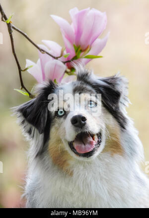 Mignon femelle berger australien chien, couleur bleu merle cuivre blanc aux yeux bleus, portrait frontal en face de fleurs Magnolia rose Banque D'Images