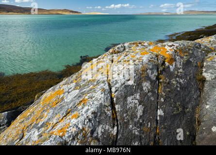 Lichen jaune vif (crotal) poussant sur des rochers sur l'estran avec de superbes couleurs tropicales dans la mer en arrière-plan. Isle of Harris, de l'Écosse. Banque D'Images