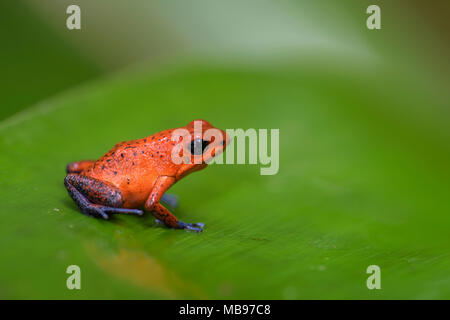 Red Poison Dart Frog - Oophaga pumilio, belle rouge bleu pattes rouges de l'Amérique centrale, Costa Rica. Banque D'Images