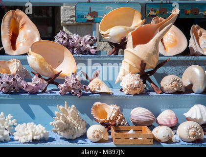 Coquilles de Mer en vente sur un étal d'un village de pêcheurs dans le sud de l'Italie. Banque D'Images