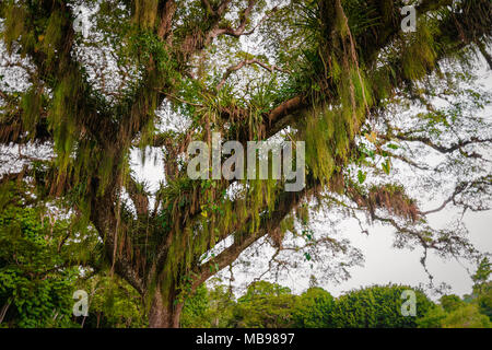 Grand arbre de la forêt tropicale large vu du dessous Caraïbes Trinité-et-Tobago Banque D'Images